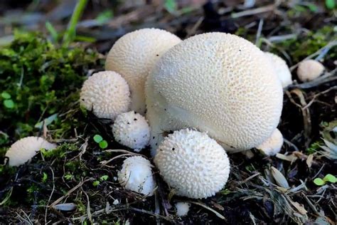 11 Types Of Mushrooms In Kentucky With Pictures Wildlife Informer