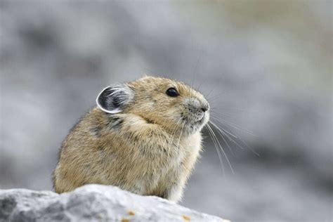 American Pika Facts Critterfacts