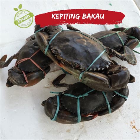 Jual Kepiting Bakau Premium Hidup Kg Ekor Shopee Indonesia