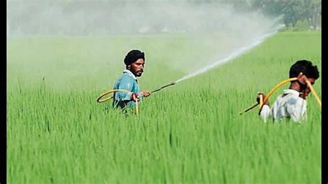 Wasteful Spray On Paddy Leads To Increase In Pest Population Experts