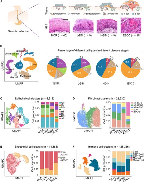 Epithelial Cells Activate Fibroblasts To Promote Esophageal Cancer