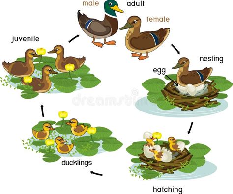 Mallard Duck Stock Illustrations – 2,601 Mallard Duck Stock ...