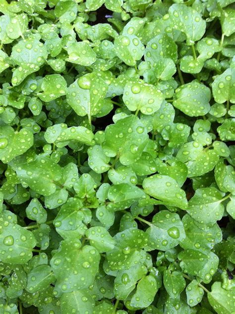 9 Tips For Growing Watercress Artofit