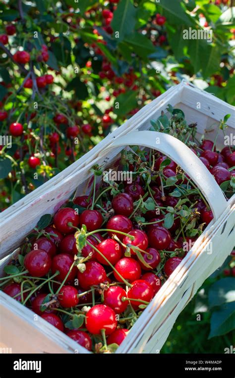 New Harvest Of Prunus Cerasus Sour Cherry Tart Or Dwarf Cherry In