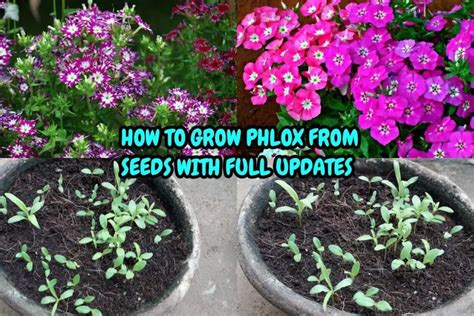 How Deep To Plant Phlox Seeds Up Gardening