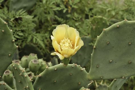 Nopales Cactus Flower