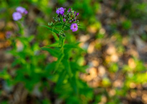 Purple In Spring Photograph By Tim Fitzwater Fine Art America