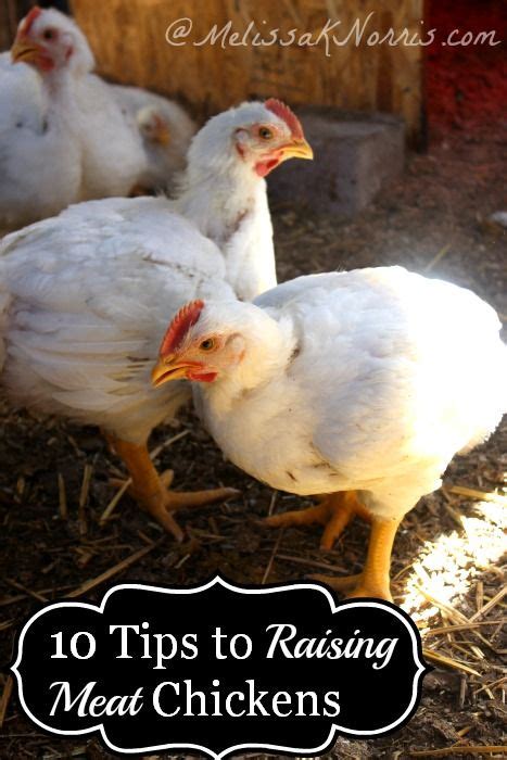 10 Tips On Raising Chickens For Meat Artofit