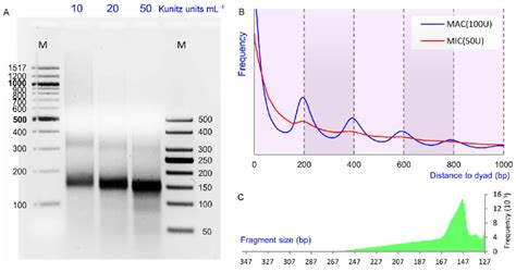 Mic Mnase Digestion And Mono Nucleosomal Dna Sequencing Mnase Seq A