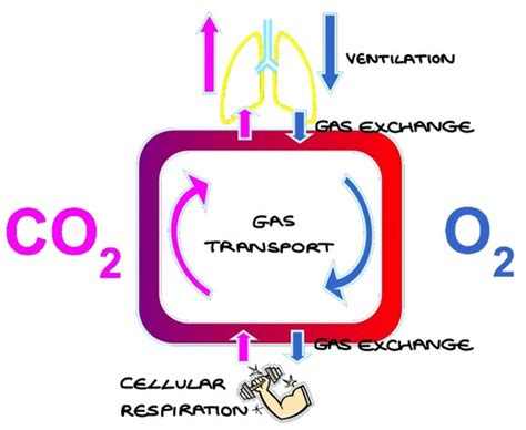 Respiratory Physiology Gas Transport Haemoglobin Flashcards Quizlet