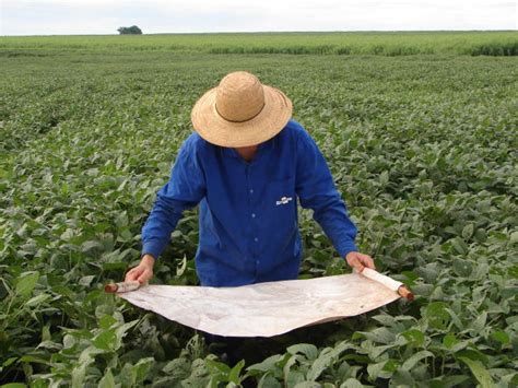 Pragas Da Soja Como Identificar E Eliminar Pragas Da Soja