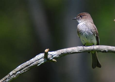 Tyrant Flycatcher - Eastern Phoebe Information for Kids