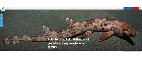 Bird S Head Seascape Walking Shark Protections Bring Hope For Other