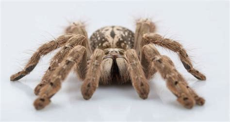 Tarantula Venom Might Help Scientists Cure A Form Of Epilepsy Found In ...