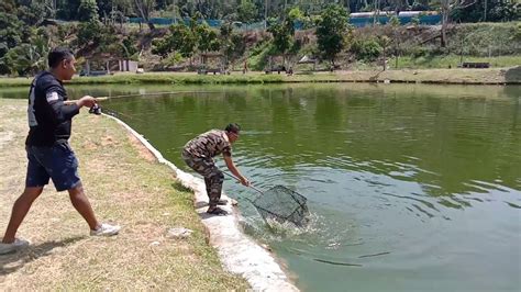 Ikan Patin Kolam Ayen Rawang Prt1 Youtube