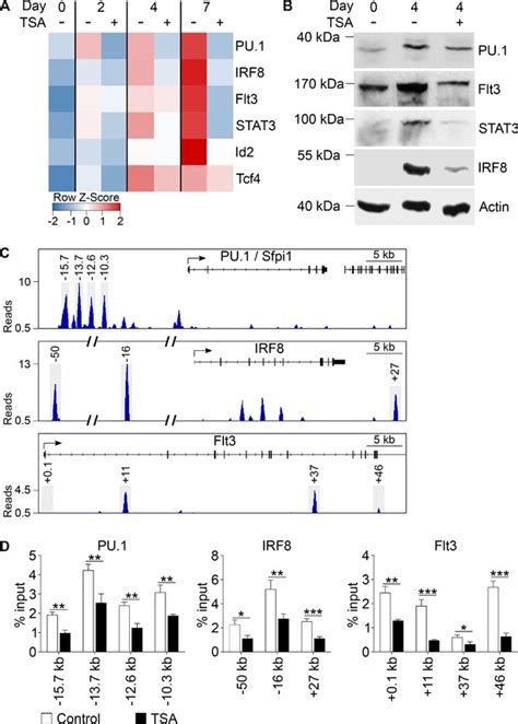 Hdac Inhibition Affects Gene Expression And Pu Binding During Dc