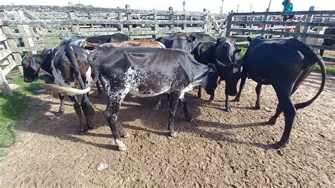 Bezerras E Novilhas Leiteira Na Feira De Capoeiras PE 05 04 2024