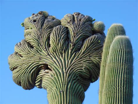 Saguaro Arizona Curly Free Photo On Pixabay Pixabay