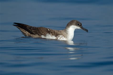 Great and Cory's Shearwater photo ID guide - BirdGuides