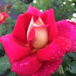 Hybrid Tea Roses From Regan Nursery