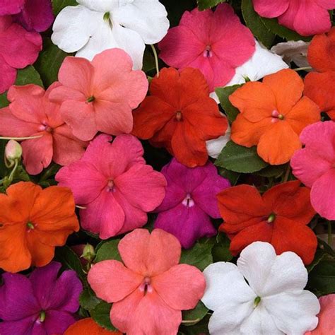 Impatiens Beacon Formula Mixture Improved