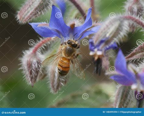 Ape Sul Fiore Della Borragine Fotografia Stock Immagine Di Sfondo