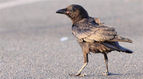 Torresian Crow - BirdLife Australia