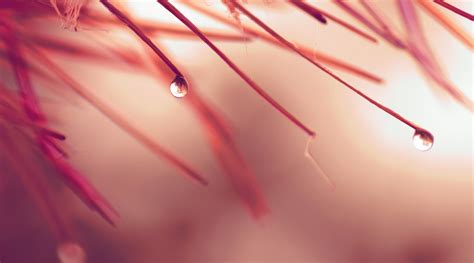 Autumn Rain Drops Leaves Hd Wallpaper Wallpaper Flare