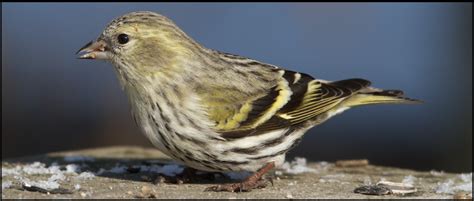 Types Of Finches Found In California Id Guide Bird Watching Hq