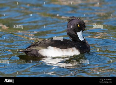 Side View Of Male Tufted Duck Aythya Fuligula Swimming In Water In A