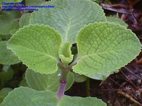 Plantfiles Pictures Spanish Thyme Cuban Oregano Indian Borage