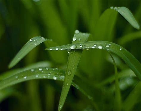 Online Crop HD Wallpaper Drops Green Leafed Plant Aero Macro