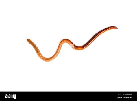 Earth Worm And Grass Cut Out Stock Images And Pictures Alamy