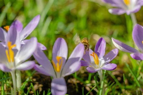 Premium Photo Close Up Of Bumblebee On Purple Crocus