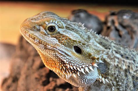 Bearded dragon diet - Petcover AU