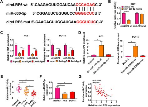 MiR 330 5p Is A Target Of CircLRP6 In PCa Cells A The Putative Binding