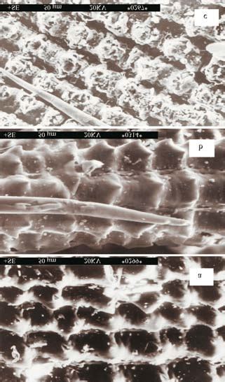 Micrographs Of A Oxidized Rice Husk B Carbonized Rice Husk C