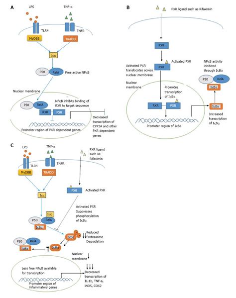 Role Of Pregnane X Receptor In Regulating Bacterial Translocation In