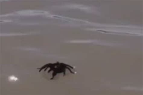 Video Of Tarantula Spider Walking On Water Leaves Internet Shocked News18