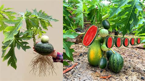 Eggplant With Watermelon How I Grafting Eggplant With Watermelon