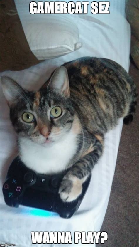 Image Tagged In Gamingcatscute Cat Imgflip