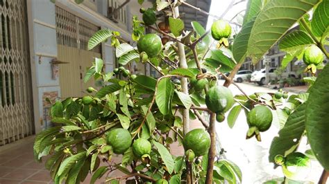 Cultiver Le Goyavier Partir De Graines Dans Le Jardinage En Conteneur