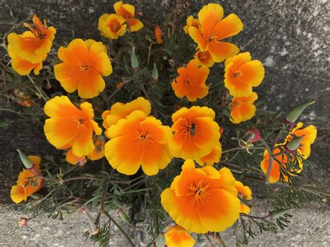 California Poppies | Quiet Moon Photography