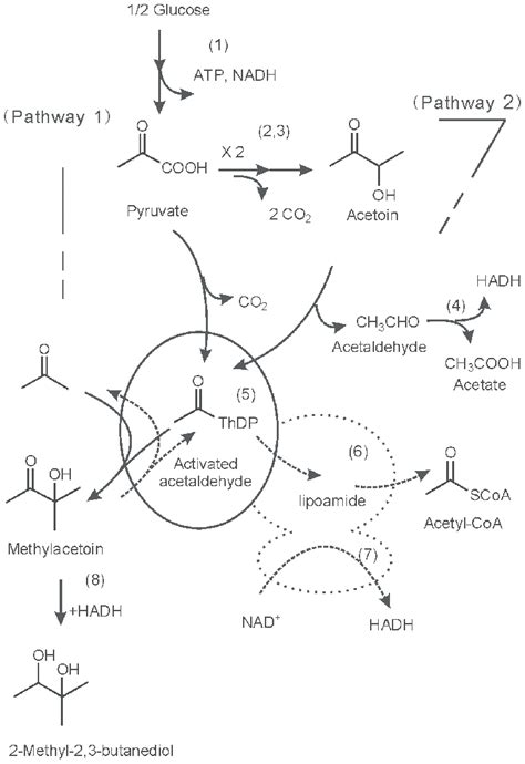 Biodegradation Inspired Construction Of The Biosynthetic Pathways