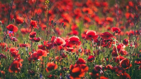 Poppy 4k Red Flower Hd Wallpaper Rare Gallery