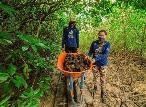 Viveiros ganham espaço nos mangues da Amazônia Climatempo