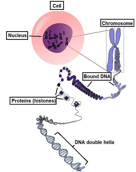 Allele Vs Gene Overview Differences Lesson Study