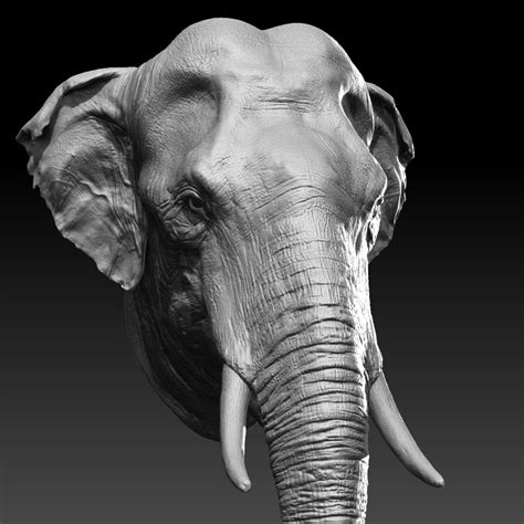 3d Asian Elephant Head Model Turbosquid 1284797