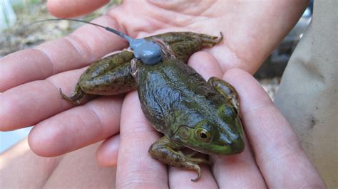 An Invasive American Bullfrog With Tracking Device Imagesofusa