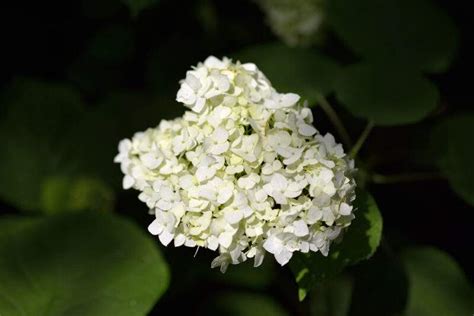 20 Different Types of Dogwood Trees